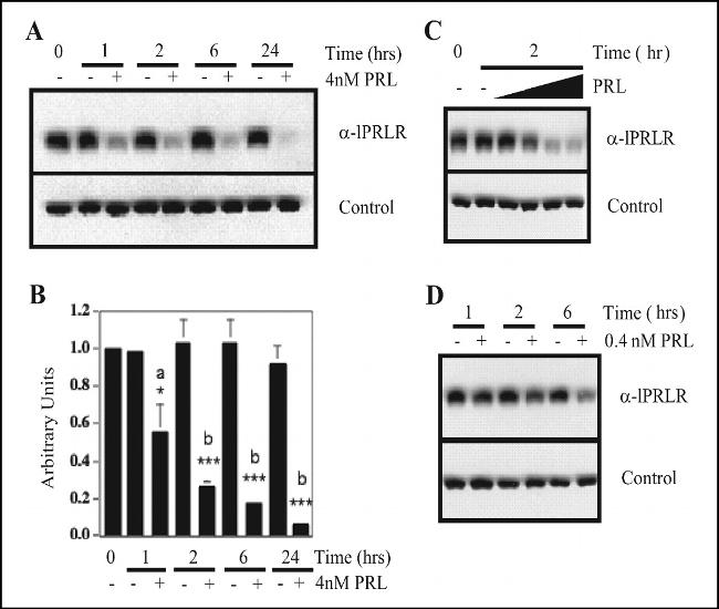 Prolactin Receptor Antibody in Western Blot (WB)