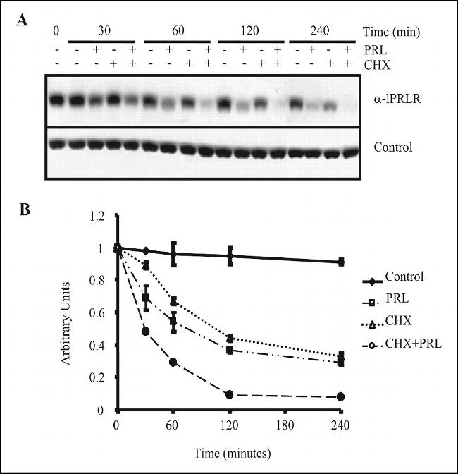 Prolactin Receptor Antibody in Western Blot (WB)