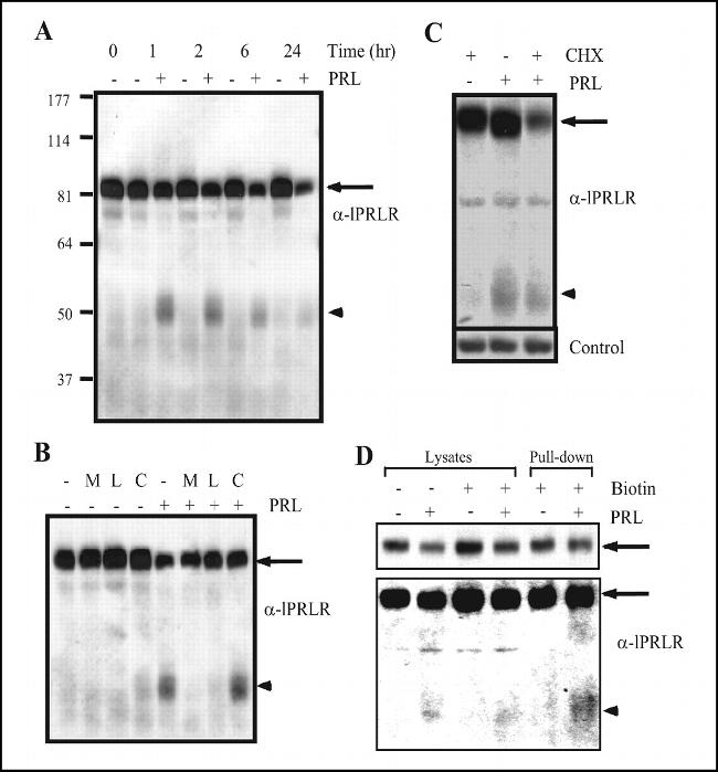 Prolactin Receptor Antibody in Western Blot (WB)