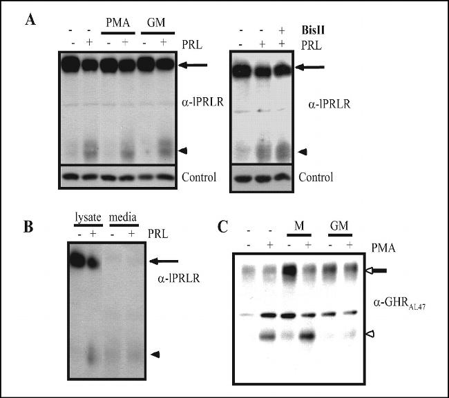 Prolactin Receptor Antibody in Western Blot (WB)