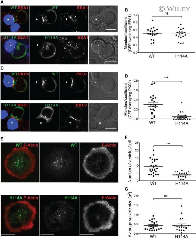 CD3 Antibody in T-Cell Activation (TCA)