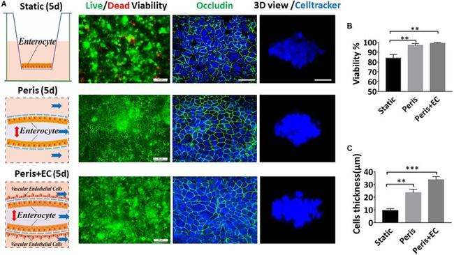 Occludin Antibody in Immunocytochemistry (ICC/IF)