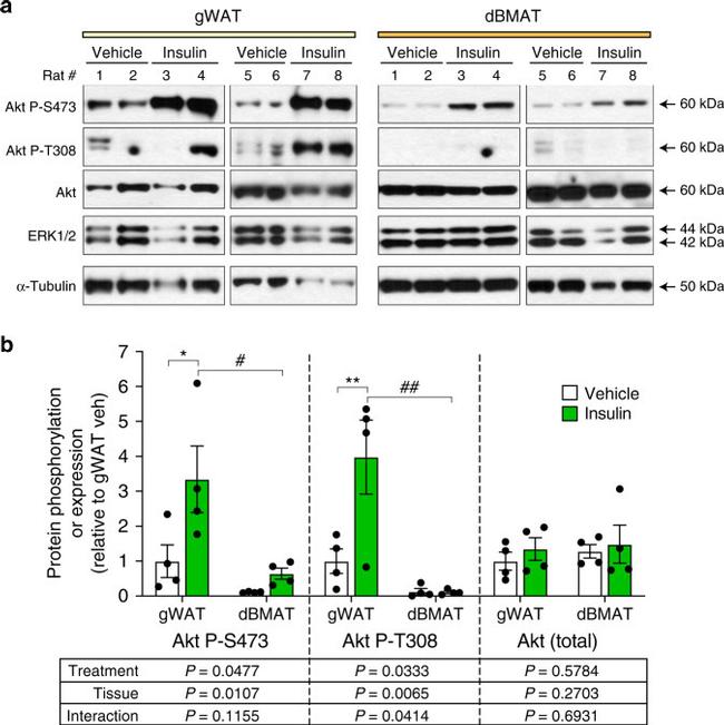 alpha Tubulin Antibody in Western Blot (WB)