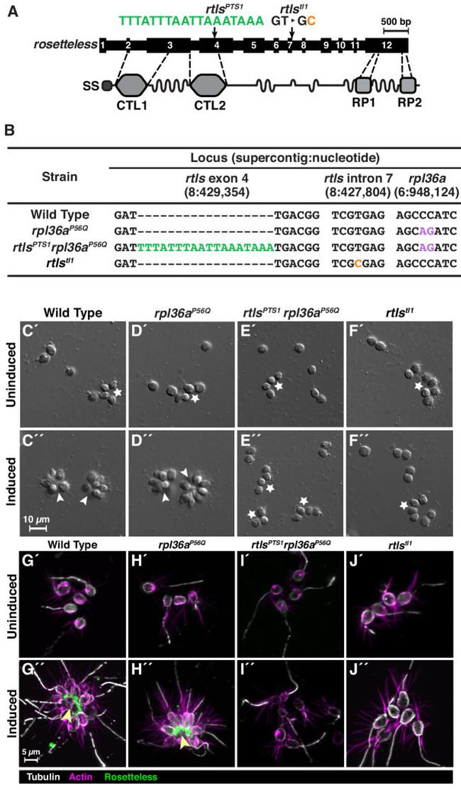 alpha Tubulin Antibody in Immunocytochemistry (ICC/IF)