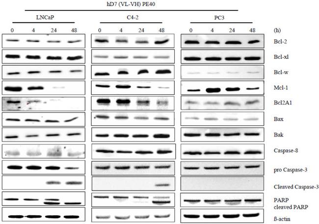 Bcl-2 Antibody in Western Blot (WB)