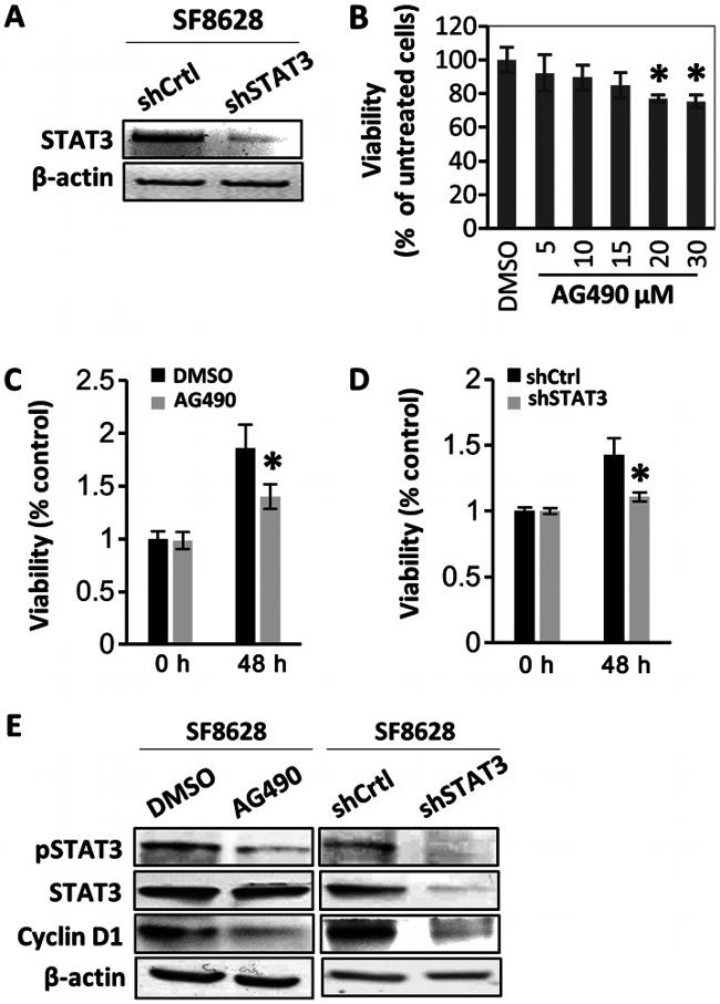 Cyclin D1 Antibody in Western Blot (WB)