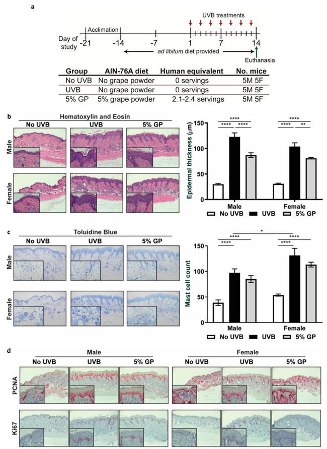 PCNA Antibody in Immunohistochemistry (IHC)