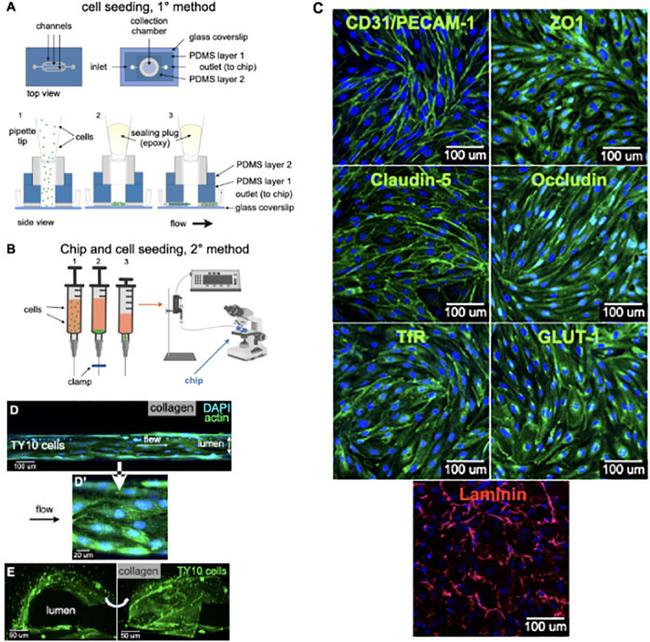 Occludin Antibody in Immunocytochemistry (ICC/IF)