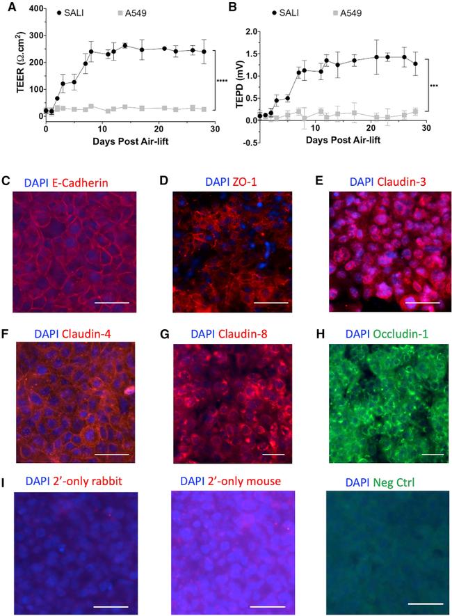 Occludin Antibody in Immunocytochemistry (ICC/IF)