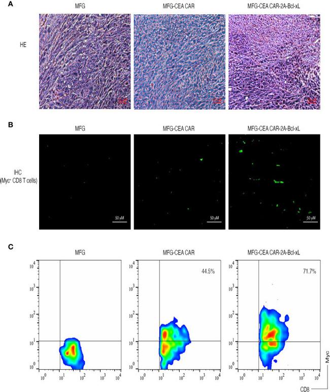 c-Myc Antibody in Immunohistochemistry, Flow Cytometry (IHC, Flow)