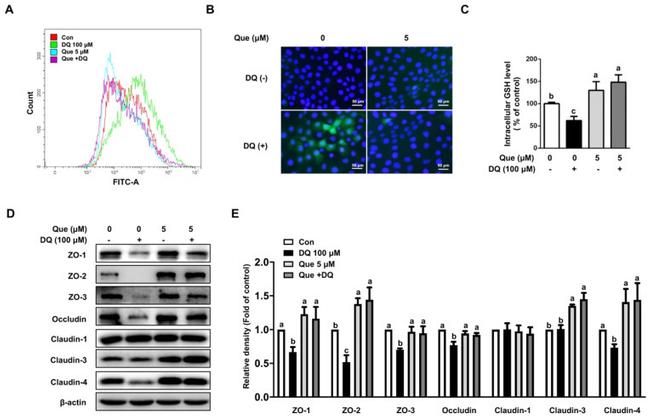 Occludin Antibody in Western Blot (WB)