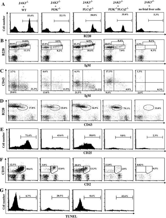 CD25 Antibody in Flow Cytometry (Flow)