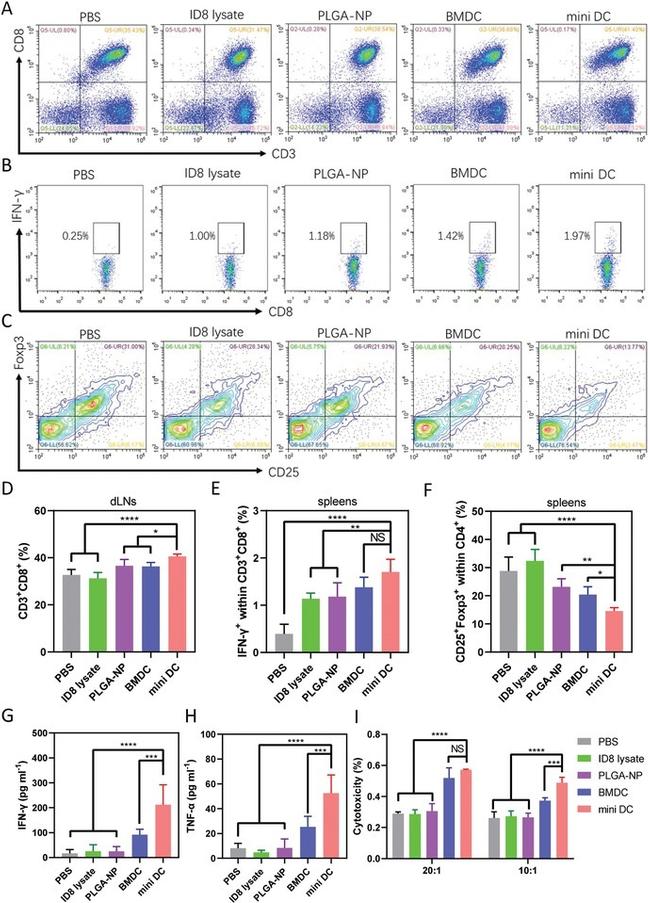 CD3e Antibody in Flow Cytometry (Flow)