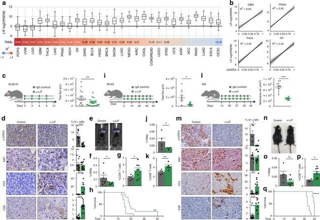 CD3 Antibody in Flow Cytometry (Flow)