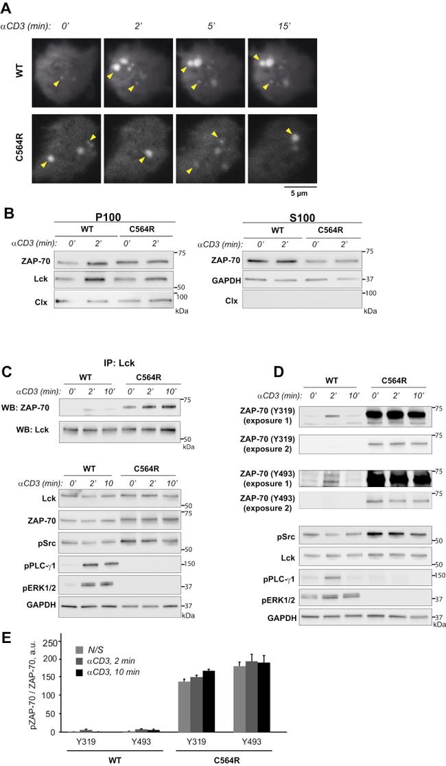 CD3 Antibody in Functional Assay (Functional)