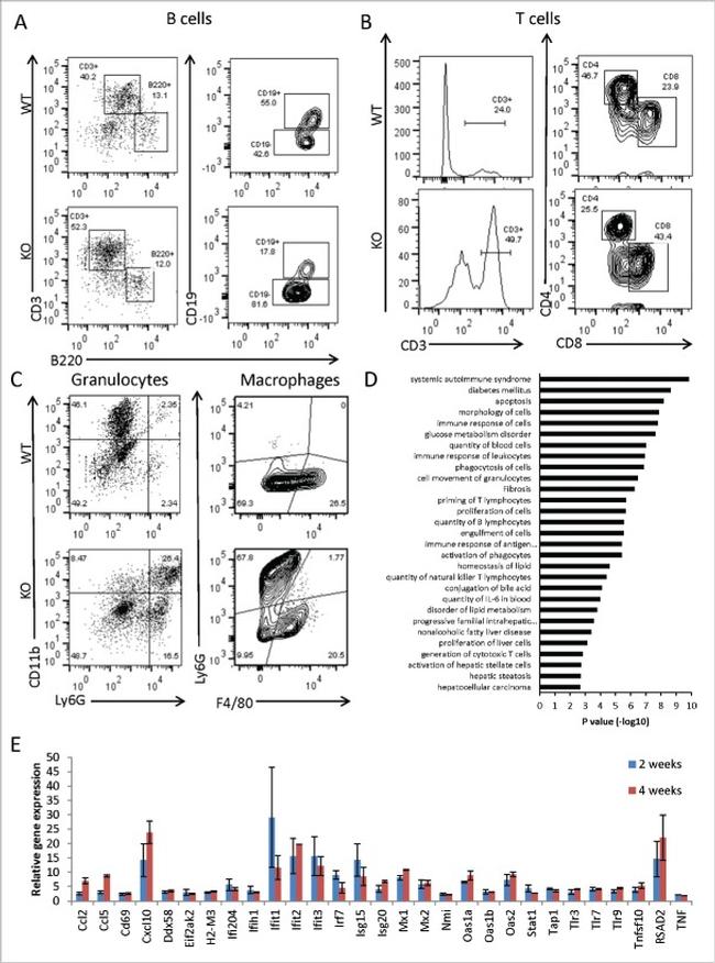 CD19 Antibody in Flow Cytometry (Flow)