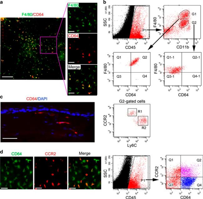 F4/80 Antibody in Immunocytochemistry, Flow Cytometry (ICC/IF, Flow)