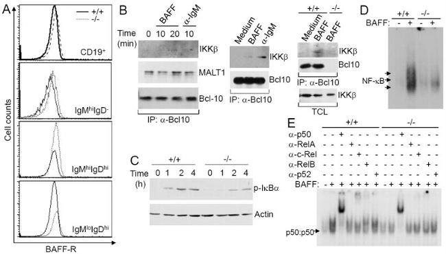 CD19 Antibody in Flow Cytometry (Flow)