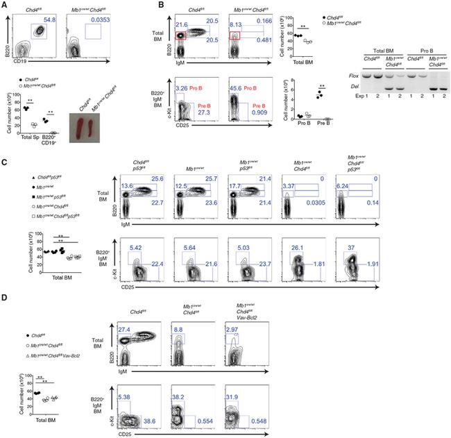 CD45R (B220) Antibody in Flow Cytometry (Flow)