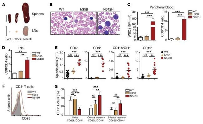 CD25 Antibody in Flow Cytometry (Flow)