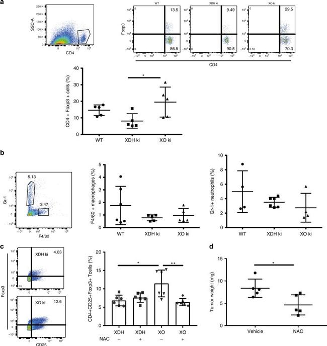 FOXP3 Antibody in Flow Cytometry (Flow)