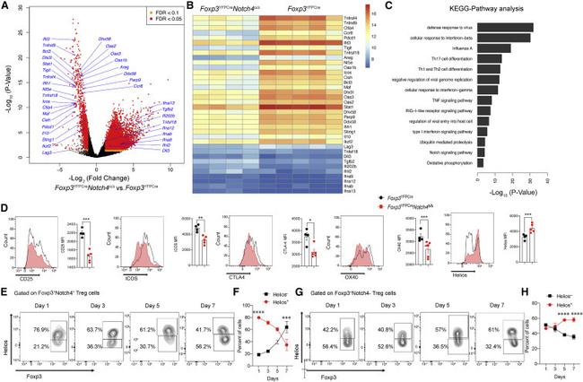 FOXP3 Antibody in Flow Cytometry (Flow)