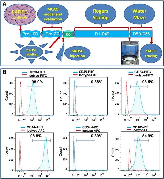 CD45 Antibody in Flow Cytometry (Flow)