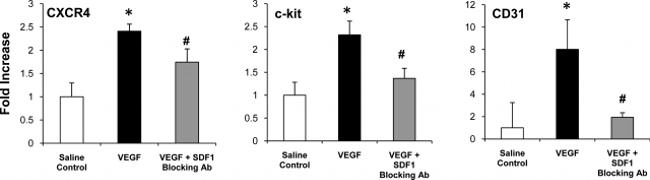 CD117 (c-Kit) Antibody in Flow Cytometry (Flow)