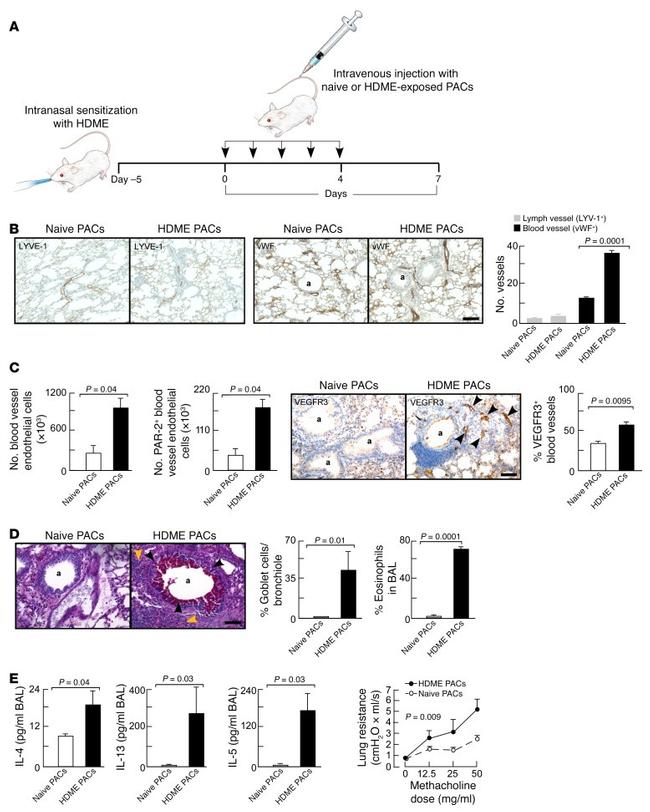 CD45 Antibody in Immunohistochemistry (IHC)