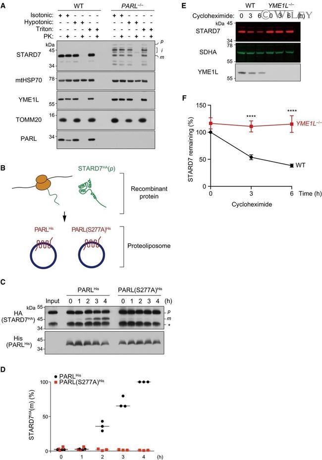 SDHA Antibody in Western Blot (WB)