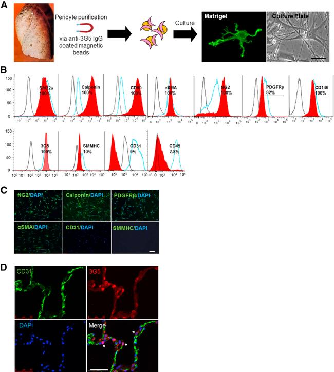 CD45 Antibody in Flow Cytometry (Flow)