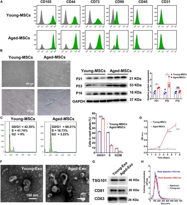 CD45 Antibody in Flow Cytometry (Flow)