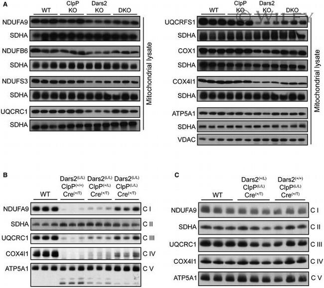 SDHA Antibody in Western Blot (WB)