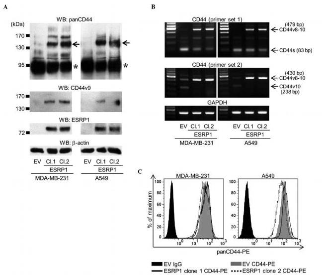 CD44 Antibody in Western Blot, Flow Cytometry (WB, Flow)