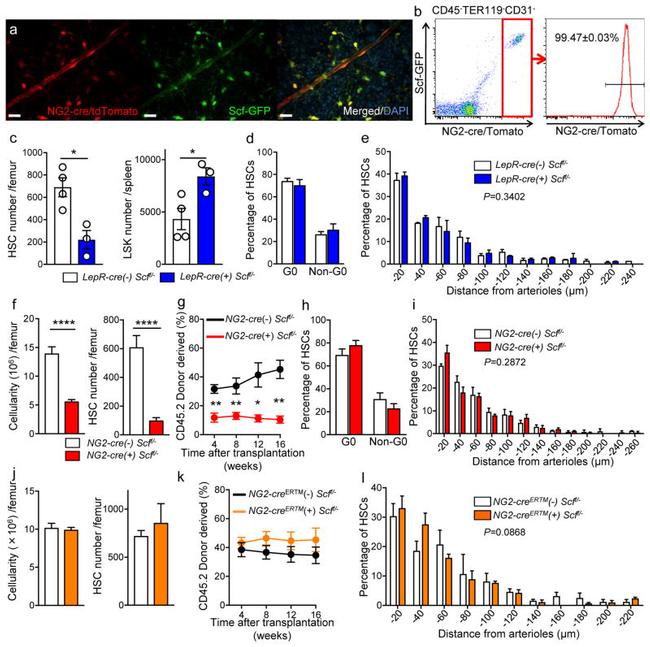 Ki-67 Antibody in Flow Cytometry (Flow)