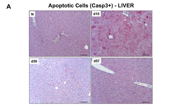 CD45R (B220) Antibody in Immunohistochemistry (IHC)