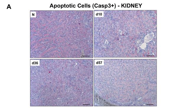 CD45R (B220) Antibody in Immunohistochemistry (IHC)