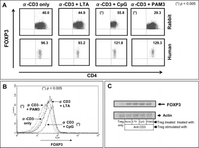 FOXP3 Antibody in Western Blot, Flow Cytometry (WB, Flow)