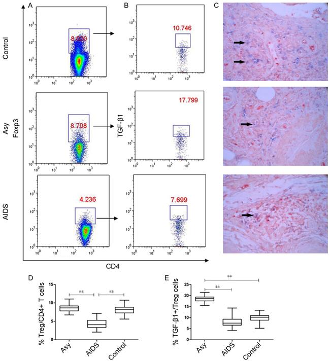 FOXP3 Antibody in Flow Cytometry (Flow)