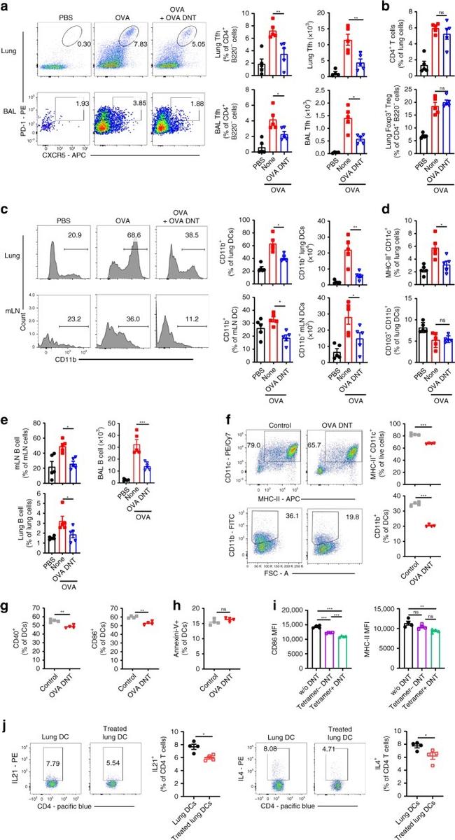 FOXP3 Antibody in Flow Cytometry (Flow)