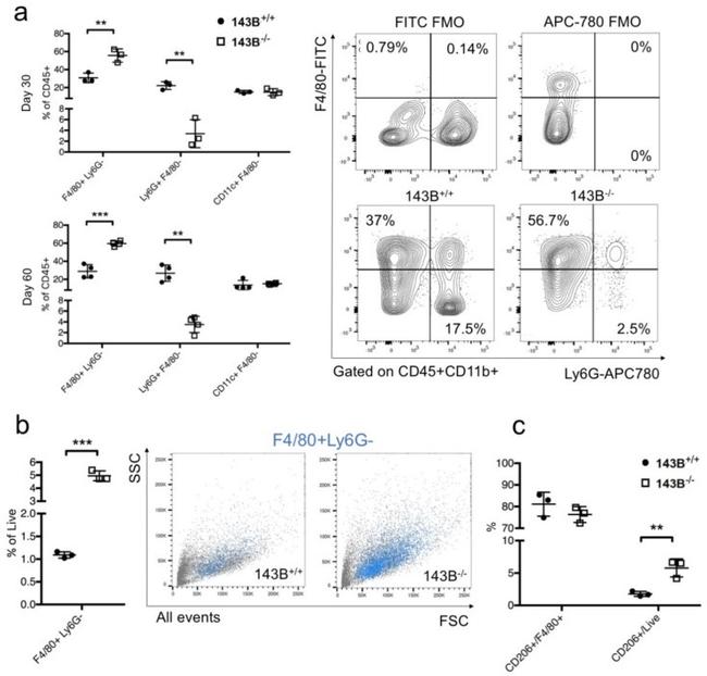 F4/80 Antibody in Immunohistochemistry (IHC)