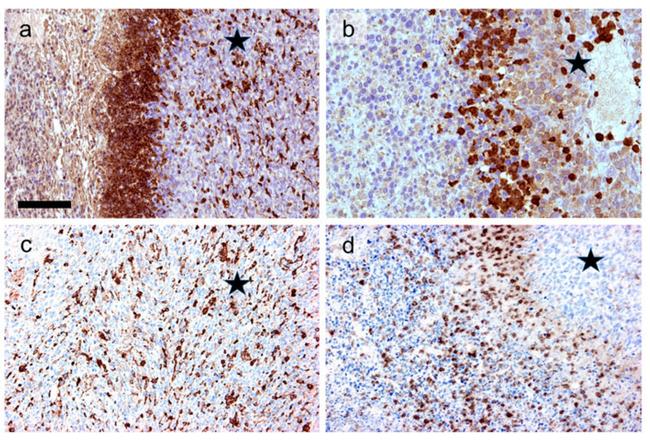 F4/80 Antibody in Immunohistochemistry (IHC)