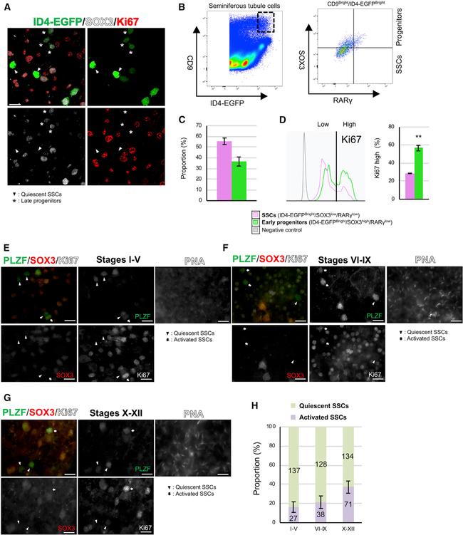 Ki-67 Antibody in Immunocytochemistry, Flow Cytometry (ICC/IF, Flow)