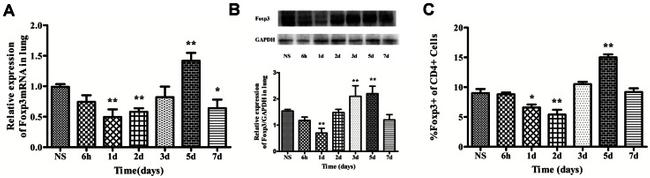 FOXP3 Antibody in Western Blot, Flow Cytometry (WB, Flow)