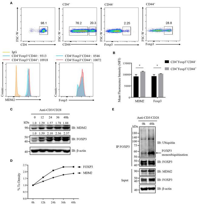 FOXP3 Antibody in Western Blot (WB)