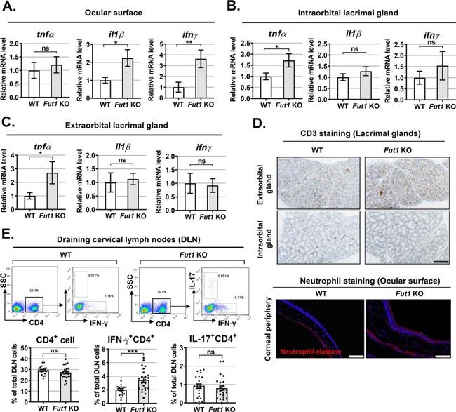 IFN gamma Antibody in Flow Cytometry (Flow)