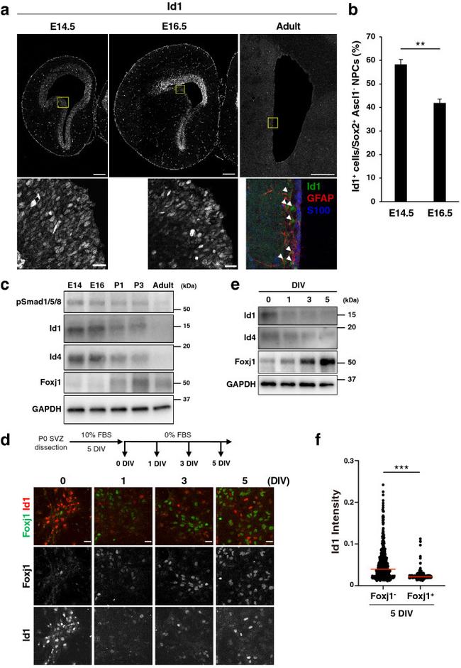 FOXJ1 Antibody in Immunocytochemistry (ICC/IF)