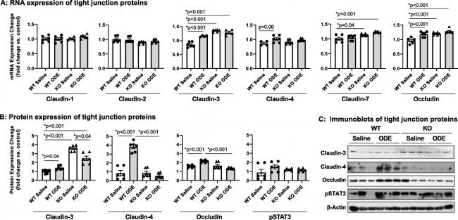 Occludin Antibody in Western Blot (WB)