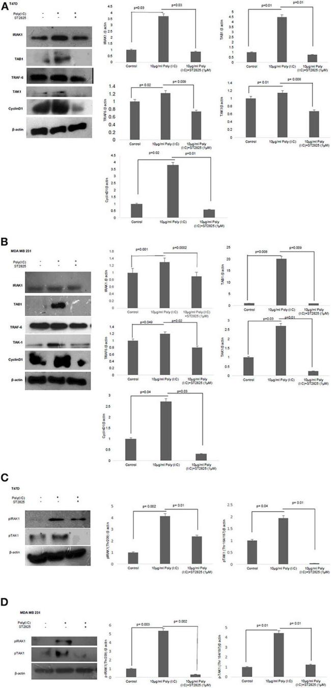 Cyclin D1 Antibody in Western Blot (WB)