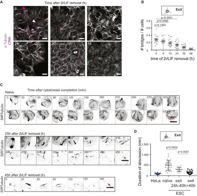 alpha Tubulin Antibody in Immunocytochemistry (ICC/IF)